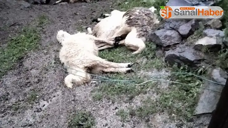 Malatya´da yangında hayvanlar telef oldu