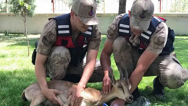 'Yaralı dağ keçilerine jandarma şefkati'