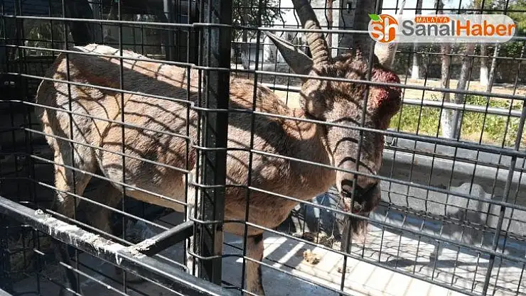 Yaralı keçiyi güvenlik korucuları buldu