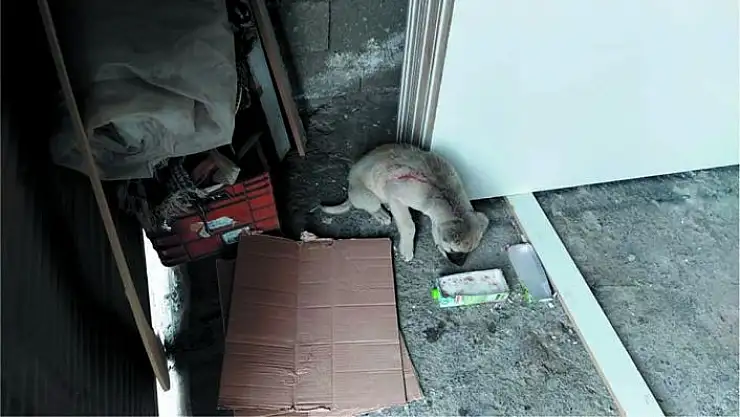 'Yaralı köpeğin imdadına belediye yetişti'