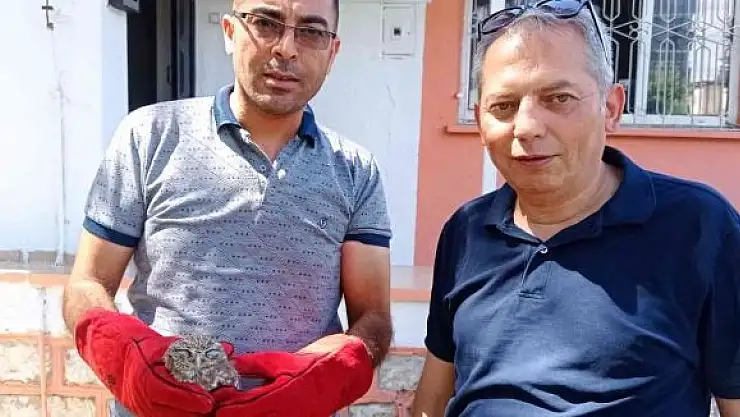 'Yaralı kukumav kuşu yavrusu tedavi edilecek'