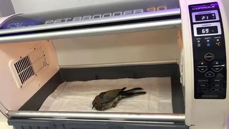 'Yaralı kumruya belediye personelleri sahip çıktı'