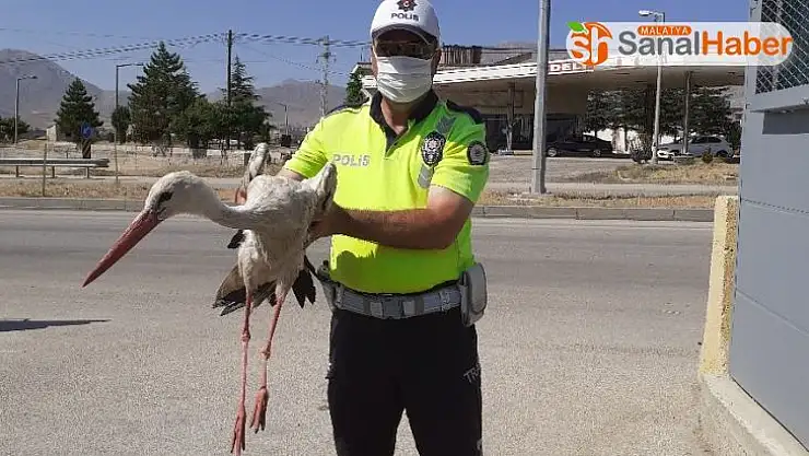 Yaralı leyleğe polisten şefkat eli