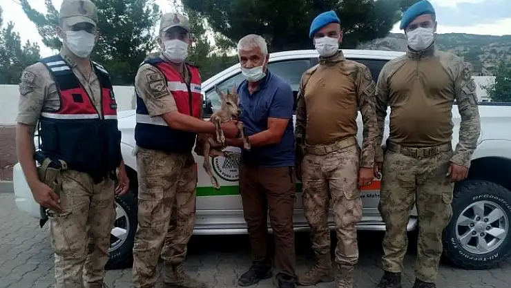 'Yaralı yavru dağ keçisi tedaviye alındı'
