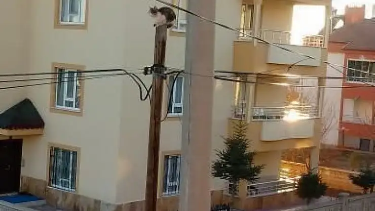 'Yaramaz kedi başına gelenlerle gülümsetti'