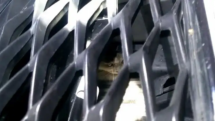 'Yaramaz kedi için itfaiye ekipleri seferber oldu'