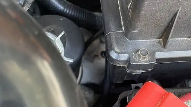 'Yaramaz kediyi itfaiye ekipleri kurtardı'