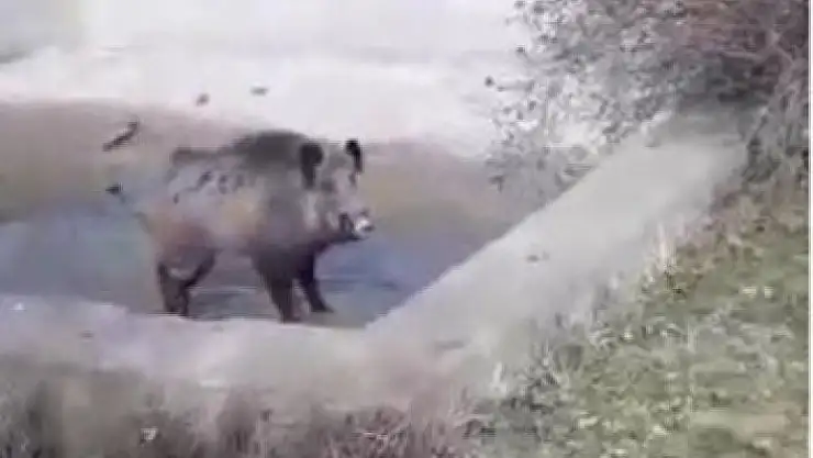 'Yardım etmek istedikleri yaralı domuzun tepkisi karşısında neye uğradıkları şaşırdılar'