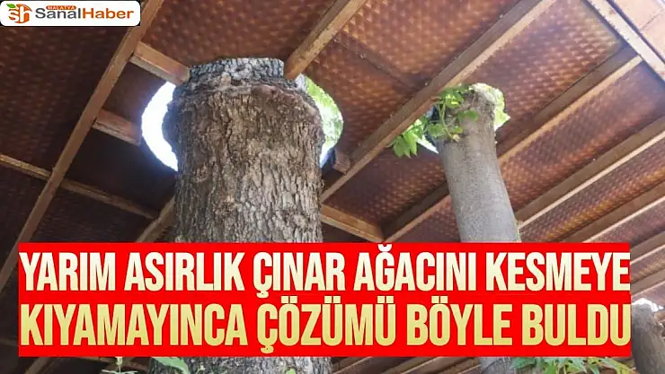 Yarım asırlık çınar ağacını kesmeye kıyamayınca çözümü böyle buldu