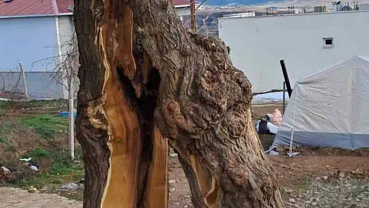 'Yaşanan depremde ağaç ikiye bölündü'