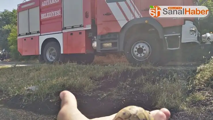 Yavru kaplumbağa yanmaktan son anda kurtarıldı