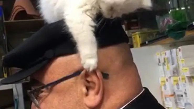 'Yavru kedi ile müşterinin sevimli halleri  gülümsetti'