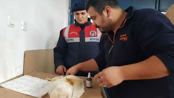 'Yavru köpeği jandarma kurtardı'