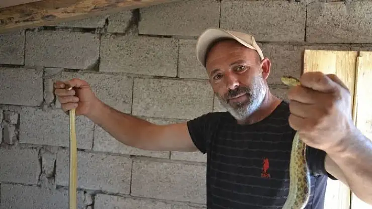 'Yavruları yiyen yılanlara nasihat edip doğaya saldı'