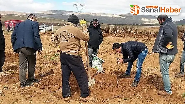 Yazıhan'da Trabzon Hurması Bahçesi kuruluyor