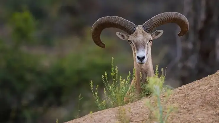 'Yeni yaşam alanlarına bırakılan cerenler, GPS ve drone ile korunuyor'