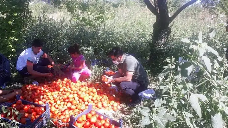 'Yeşilyurt Belediyesinden fide desteği alanlara hasat yardımı'