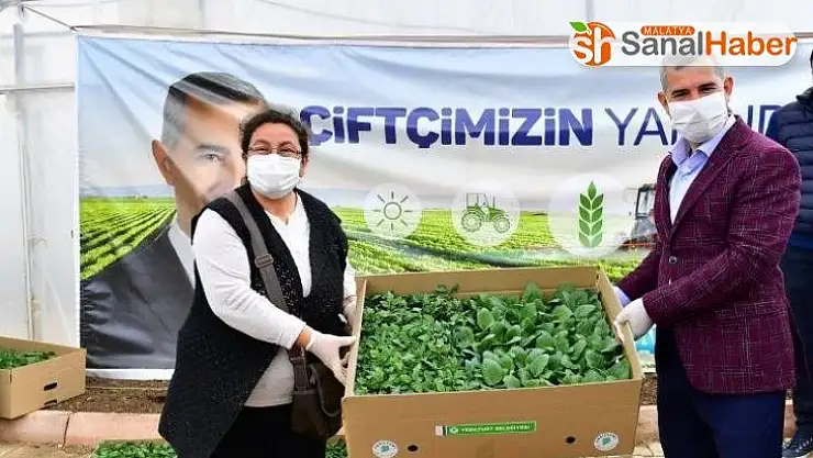 Yeşilyurt'ta 100 bin sebze fidesi dağıtımına başlandı