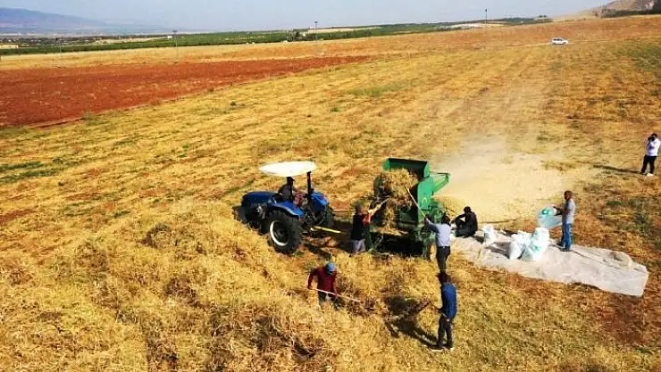 'Yeşilyurt´ta tarımsal üretim ve AR-GE sahasında kuru fasulye hasadı'