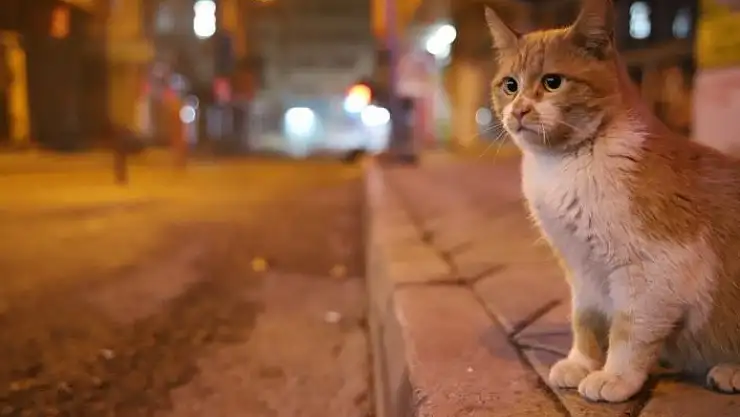 'Yılbaşı kısıtlamasıyla deprem bölgesi Elazığ´da sessizliğe büründü'