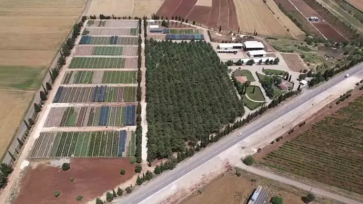 'Yılda 1 milyona yakın fidan üretimi yapılıyor'