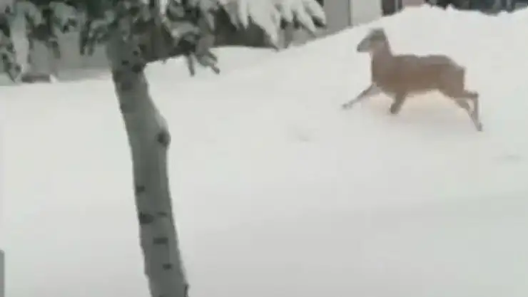 'Yolunu şaşıran yaban keçisi kent merkezine indi'