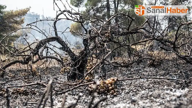 Yunanistan'daki yangın 3 gündür söndürülemiyor