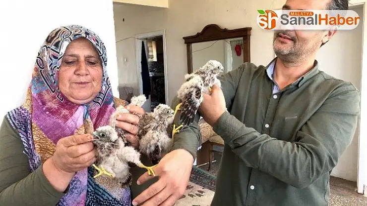 Yuvadan düşen yavru kartallar etle besleniyor