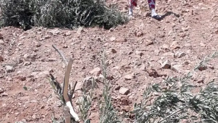 'Zeytin ağaçlarını gövdelerinden kırıp attılar'