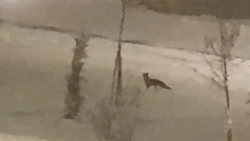 Aç kalan tilki şehir merkezine indi