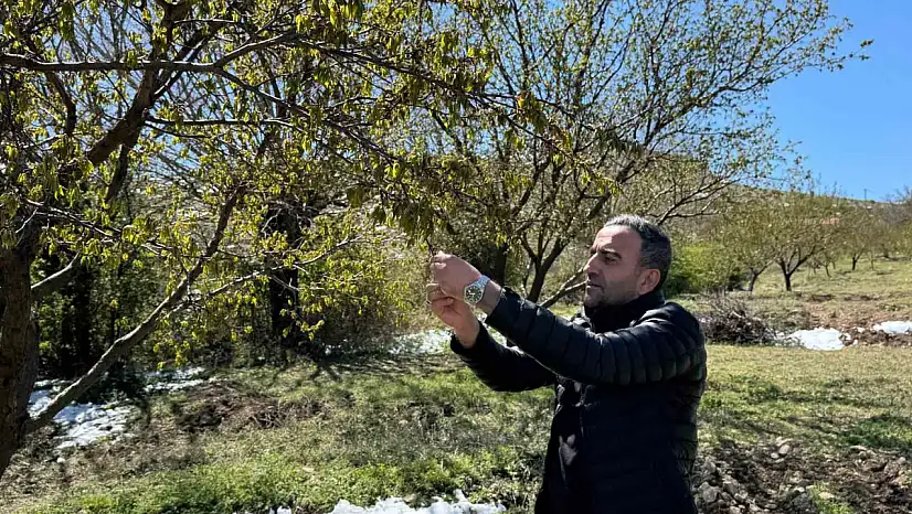 Akçadağ'da zirai don kayısıyı vurdu