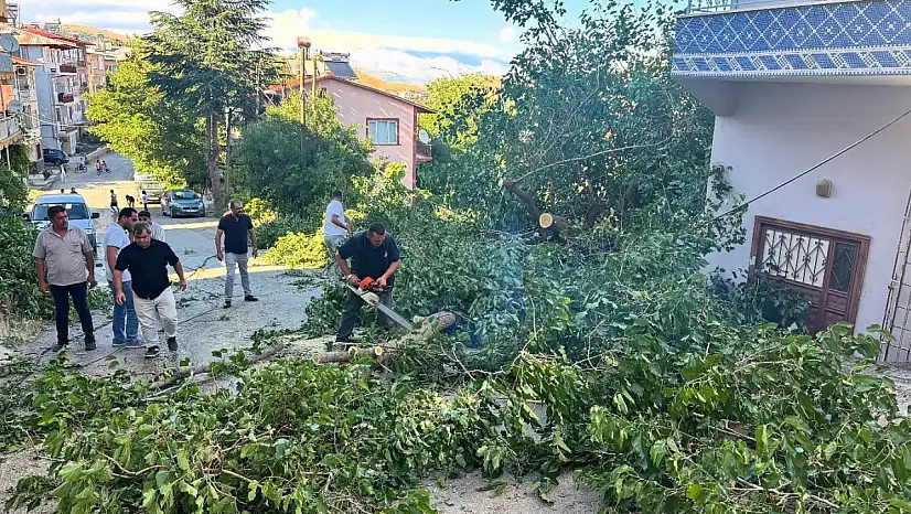 Arapgir'de fırtına ağaçları devirdi