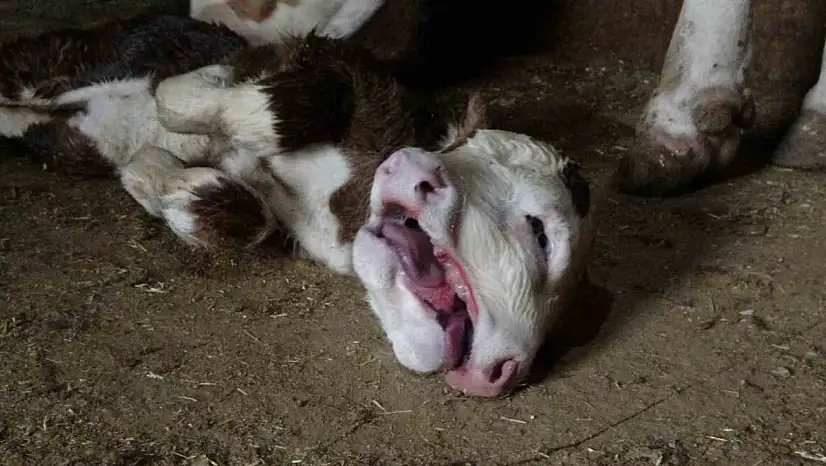 Malatya'da çift başlı doğan buzağı şaşırttı