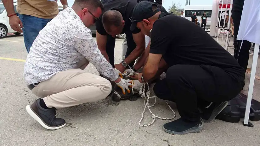 Malatya'da pitbull dehşeti: Bir yaralı
