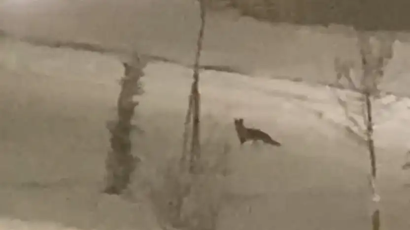 Aç kalan tilki şehir merkezine indi