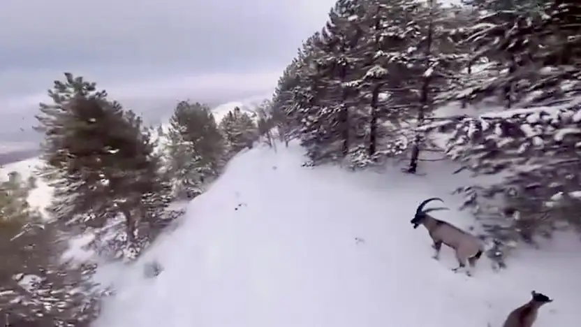 Malatya'da Karla Kaplı Dağlarda Dağ Keçileri Drone İle Görüntülendi