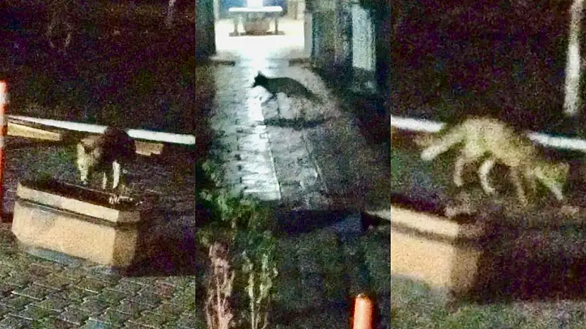 Malatya'da Şehir Merkezine İnen Tilki Kameralara Yansıdı