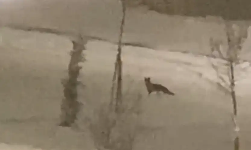 Aç kalan tilki şehir merkezine indi