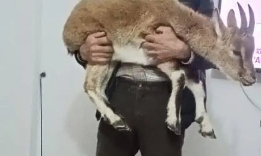 Kıştan kaçtı, köye sığındı: yavru dağ keçisi koruma altında