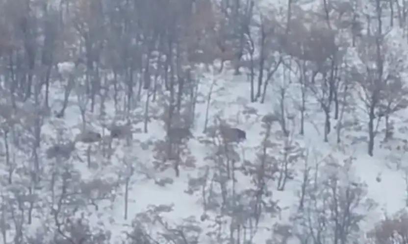 Malatya'da aç kalan domuz ve kurtlar, yerleşim yerlerine indi