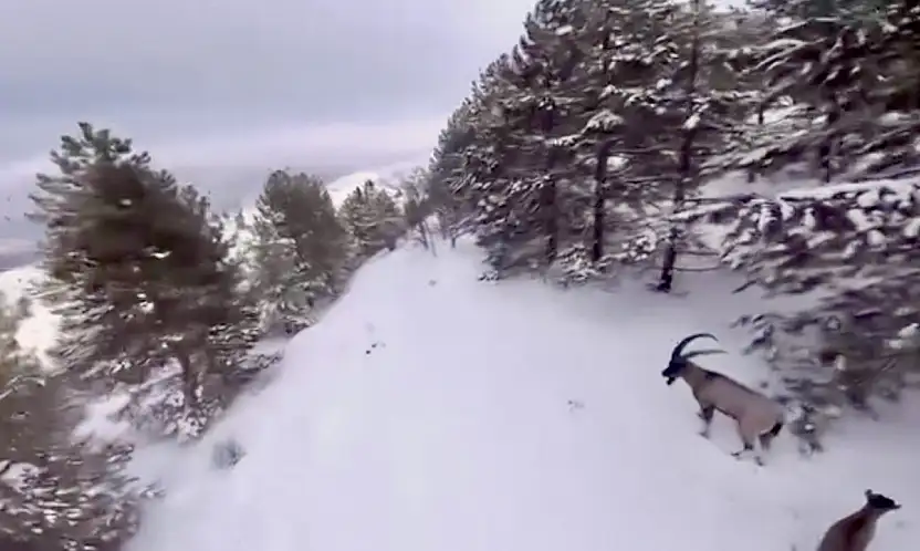 Malatya'da Karla Kaplı Dağlarda Dağ Keçileri Drone İle Görüntülendi