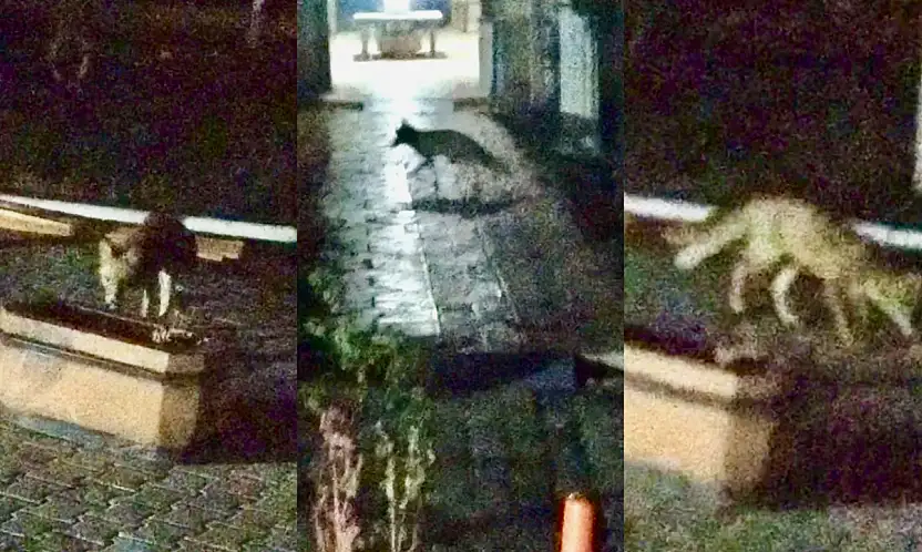 Malatya'da Şehir Merkezine İnen Tilki Kameralara Yansıdı